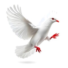 Fototapeta premium Majestic White Dove in Flight Showcasing Grace and Beauty as it Soars Against a Clean White Background with Delicate Feather Spread and Vibrant Details