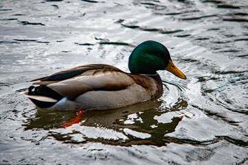 Stockente (Anas platyrhynchos) schwimmt auf dem Wasser