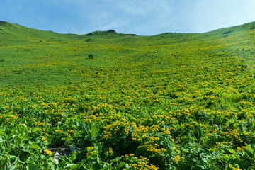 Wild flowers in Balang Mountain, Sichuan Province, China