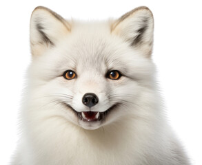 Obraz premium PNG Arctic fox portrait mammal animal.