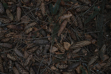 background of wet fir cones and Christmas tree needles