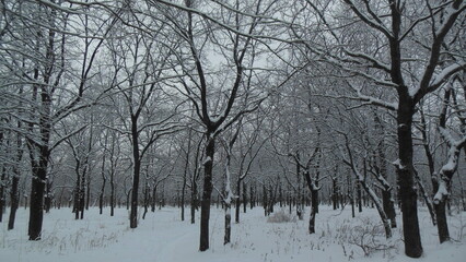 tree in the snow