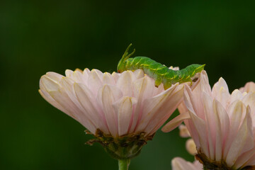 Fototapeta premium Dragon-headed caterpillar, the larval stage of the common nawab butterfly (Polyura athamas) on pink flower petal, natural bokeh background