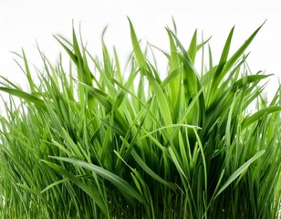 Obraz premium grass background with dew dropping on white background