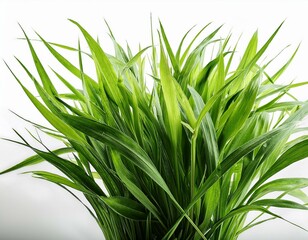 Fototapeta premium grass background with dew dropping on white background