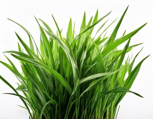 Obraz premium grass background with dew dropping on white background