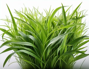 Obraz premium grass background with dew dropping on white background