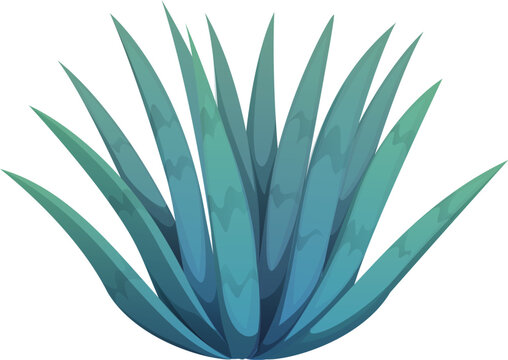 Cartoon blue agave plant, ingredient for tequila production, desert cactus flower with sharp, spiky leaves arranged in a rosette shape. Isolated vector significant in both Mexican culture and cuisine