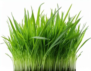 Obraz premium grass background with dew dropping on white background