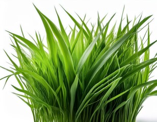 Obraz premium grass background with dew dropping on white background