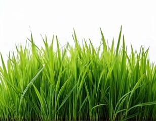 Obraz premium grass background with dew dropping on white background