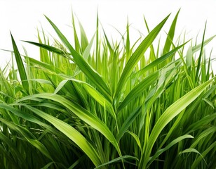 Obraz premium grass background with dew dropping on white background