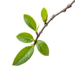 Fototapeta premium Close-up of a budding branch with vibrant green leaves against a white background.