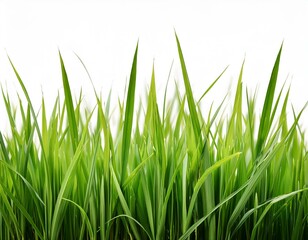 grass background with dew dropping on white background