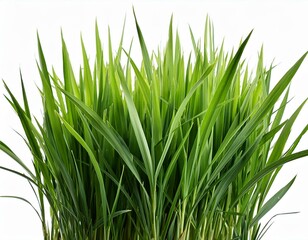 grass background with dew dropping on white background