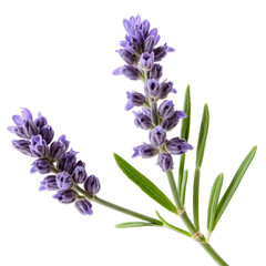 Close-up of vibrant lavender sprigs against a white background, showcasing their delicate purple blooms and slender green leaves.