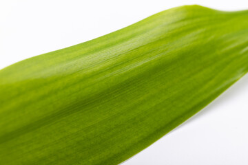 Green bamboos leaves
