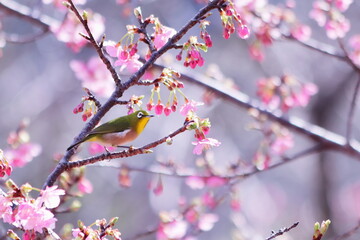 春の梅の枝にとまるかわいいメジロ