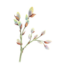 Watercolor willow branch. Easter holiday illustration hand drawn.  Spring time. 