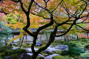 Kyoto autumn foliage view