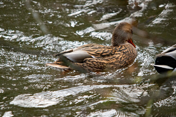 Weibliche Stockente ruht auf dem Wasser