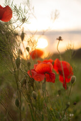 Fototapeta premium poppies in green grass on the field