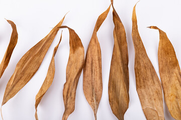 Dried bamboo leaves