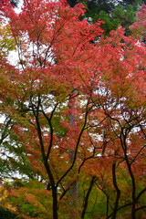 Kyoto autumn foliage view