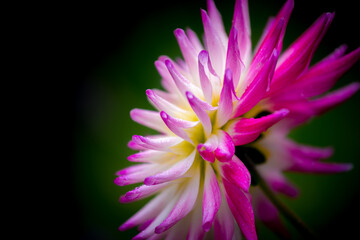 Obraz premium Vibrant pink and white flower blooms in a lush green background during daytime
