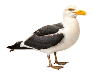 Fototapeta premium PNG Kelp gull bird seagull animal white.