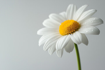 Naklejka premium daisy flower closeup