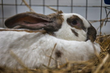 Exhibition of purebred rabbits - rabbit, rabbits presented during the Świętokrzyska Rabbit Exhibition - Kielce 2024 - selective focus © ukasz
