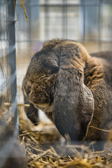 Exhibition of purebred rabbits - rabbit, rabbits presented during the Świętokrzyska Rabbit Exhibition - Kielce 2024 - selective focus © ukasz