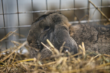 Exhibition of purebred rabbits - rabbit, rabbits presented during the Świętokrzyska Rabbit Exhibition - Kielce 2024 - selective focus © ukasz