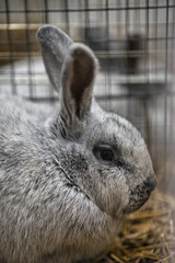 Exhibition of purebred rabbits - rabbit, rabbits presented during the Świętokrzyska Rabbit Exhibition - Kielce 2024 - selective focus © ukasz