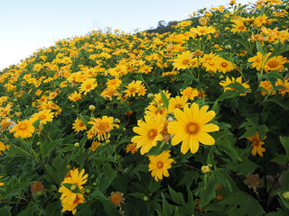Many yellow wild flowers wildflowers