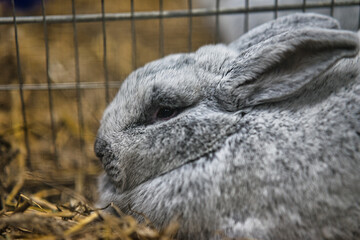 Exhibition of purebred rabbits - rabbit, rabbits presented during the Świętokrzyska Rabbit Exhibition - Kielce 2024 - selective focus © ukasz