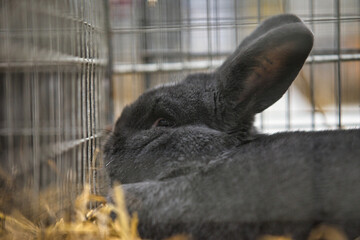 Exhibition of purebred rabbits - rabbit, rabbits presented during the Świętokrzyska Rabbit Exhibition - Kielce 2024 - selective focus © ukasz