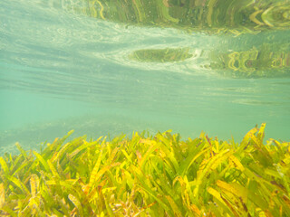 Colorful Seaweed At The Beach