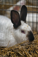 Exhibition of purebred rabbits - rabbit, rabbits presented during the Świętokrzyska Rabbit Exhibition - Kielce 2024 - selective focus © ukasz
