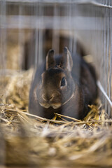 Exhibition of purebred rabbits - rabbit, rabbits presented during the Świętokrzyska Rabbit Exhibition - Kielce 2024 - selective focus © ukasz