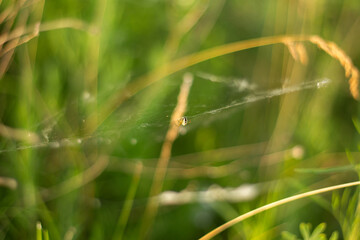 close - up view with blooming flowers