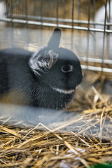 Exhibition of purebred rabbits - rabbit, rabbits presented during the Świętokrzyska Rabbit Exhibition - Kielce 2024 - selective focus © ukasz