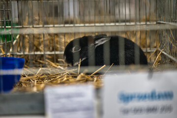 Exhibition of purebred rabbits - rabbit, rabbits presented during the Świętokrzyska Rabbit Exhibition - Kielce 2024 - selective focus © ukasz