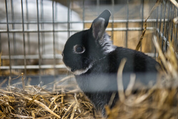 Exhibition of purebred rabbits - rabbit, rabbits presented during the Świętokrzyska Rabbit Exhibition - Kielce 2024 - selective focus © ukasz
