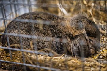 Exhibition of purebred rabbits - rabbit, rabbits presented during the Świętokrzyska Rabbit Exhibition - Kielce 2024 - selective focus © ukasz