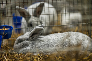 Exhibition of purebred rabbits - rabbit, rabbits presented during the Świętokrzyska Rabbit Exhibition - Kielce 2024 - selective focus © ukasz