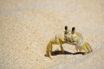 Ghost Crabof the Atlantic, Ocypode quadrata on a Cuban Beach