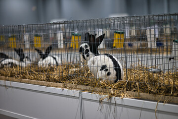 Exhibition of purebred rabbits - rabbit, rabbits presented during the Świętokrzyska Rabbit Exhibition - Kielce 2024 - selective focus © ukasz