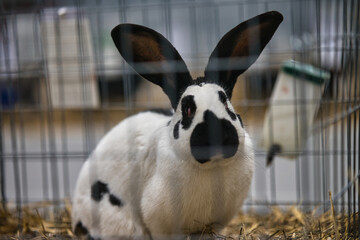 Exhibition of purebred rabbits - rabbit, rabbits presented during the Świętokrzyska Rabbit Exhibition - Kielce 2024 - selective focus © ukasz